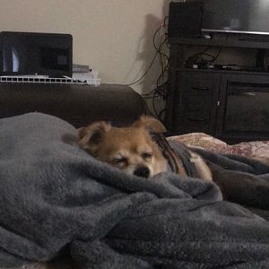 Meet your Posher, Thang